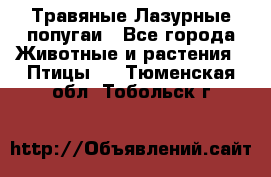 Травяные Лазурные попугаи - Все города Животные и растения » Птицы   . Тюменская обл.,Тобольск г.